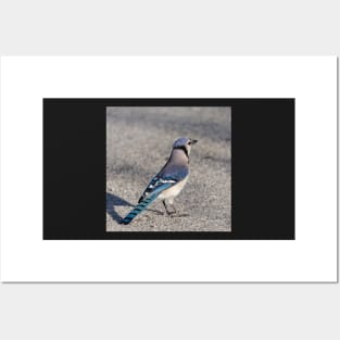 Blue Jay in Parking Lot Posters and Art